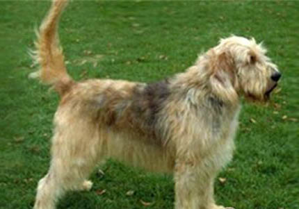 美国水猎犬冠状病毒需要禁食吗