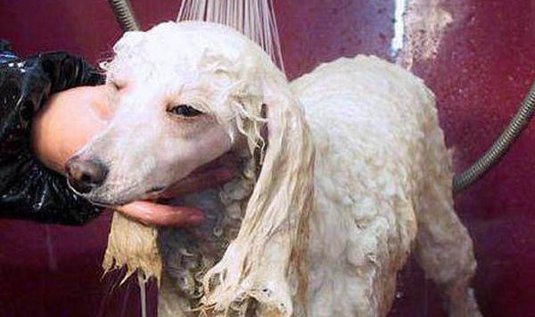 贵宾犬的性格外貌特征