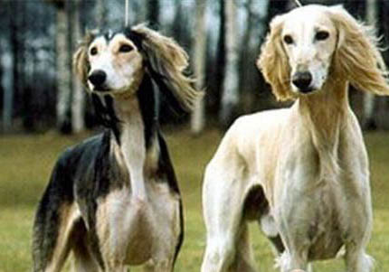 长卷毛猎犬如何训练