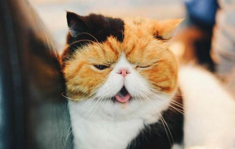 加菲猫怎么看品相
