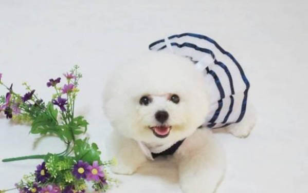 博汪狗粮一天吃多少克