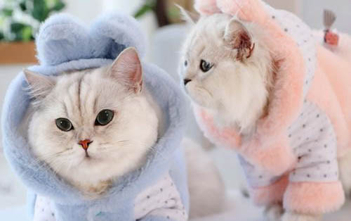 小猫尾巴断了能自愈吗