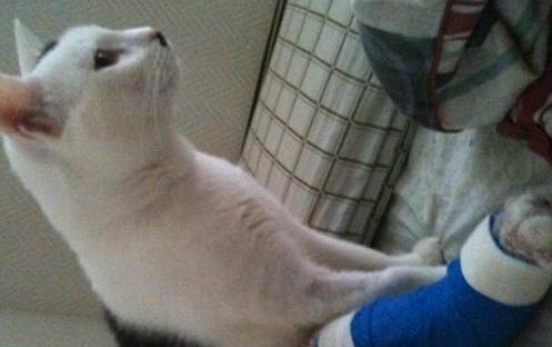 刚买的猫咪到家之后一直躲着不出来怎么办啊