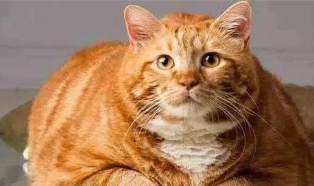 一个多月的猫怎么样喂养比较好