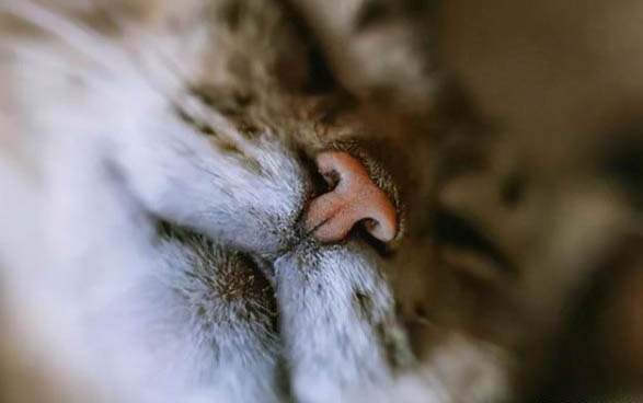 养猫家里可以养的花