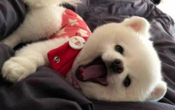 狗狗得犬瘟后能活多久