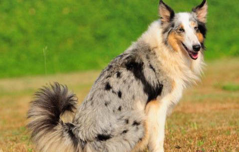 边境牧羊犬怎么训练大小便