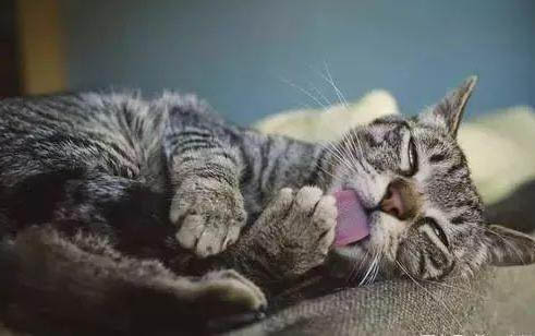 小猫得猫瘟怎么治疗啊