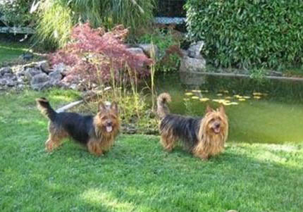 澳大利亚牧牛犬禁养