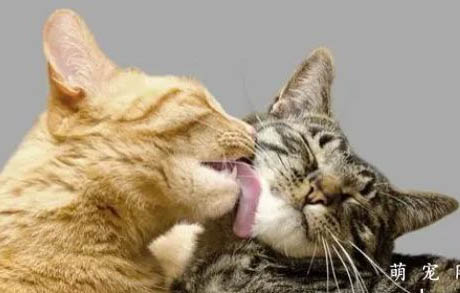 大猫欺负小猫怎么办