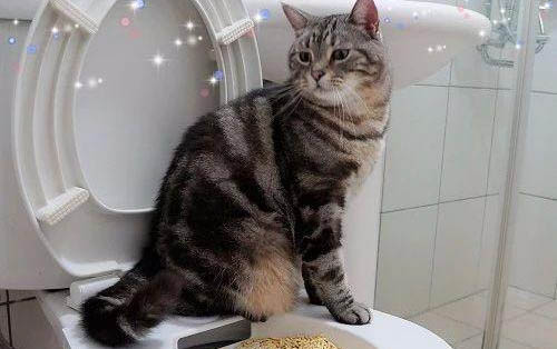 小猫热的一直吐舌头