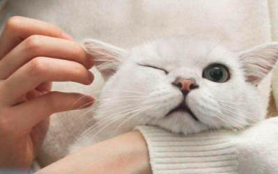 多久帮小猫排便一次比较好