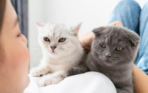 小猫咪感冒了怎么办才好得快