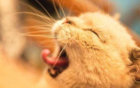 猫中暑严重会怎么样啊
