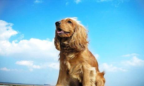 可卡犬为什么没人养