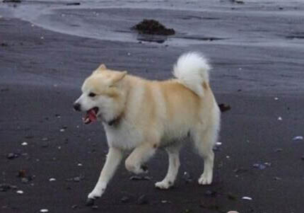 附近哪里有卖牧羊犬的