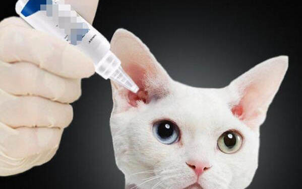 猫咪突然发出可怕叫声的原因及处理方法