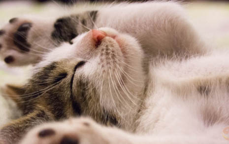 猫咪眉毛毛囊炎怎么处理