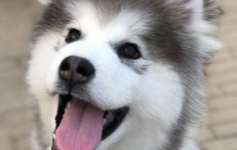 狗狗疾病特点以及预防