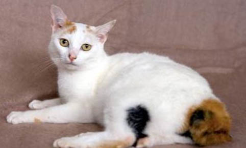 猫咪托运30个小时受得了吗