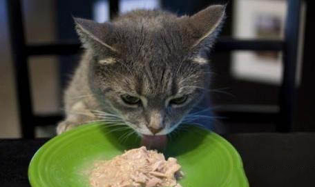 猫咪骨折能自愈吗