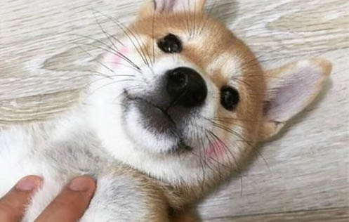 狗狗总咬脚