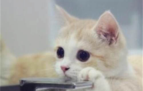 猫咪为什么会流口水口臭