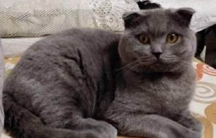 母猫多久会离开小猫