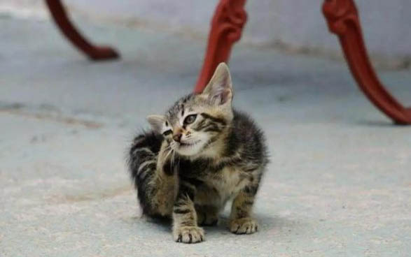 新买的小猫回家不吃东西呕吐怎么回事