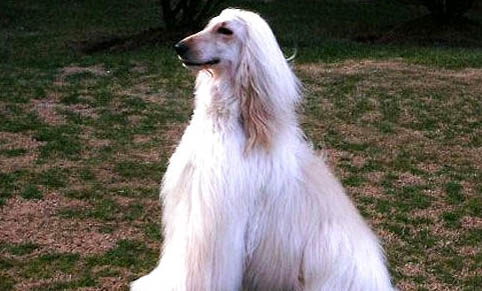 阿富汗猎犬半夜突然叫，该怎么处理