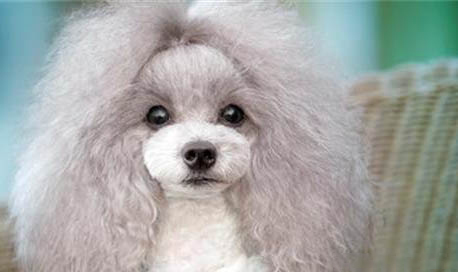 贵宾犬每天吃多少狗粮