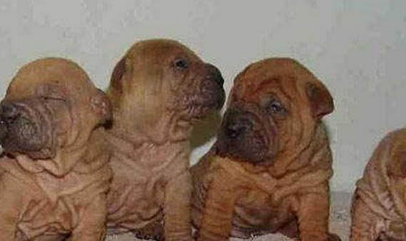 中国沙皮犬聪明吗