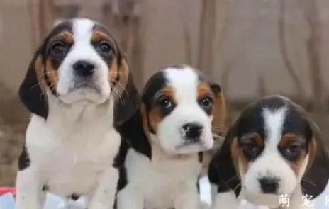 狗狗紧急避孕小方法