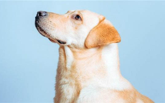 怎样训练拉布拉多犬能听懂人话