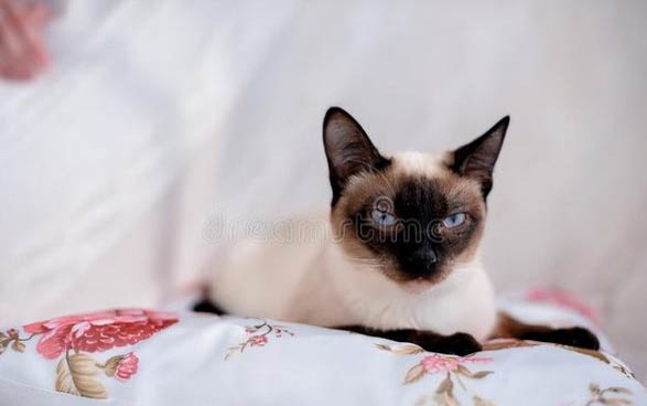 小猫可以吃猫条吗?