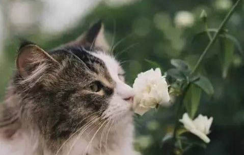 猫咪有点拉稀可以吃阿莫西林