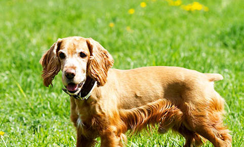 英国可卡犬的饲养要点有哪些