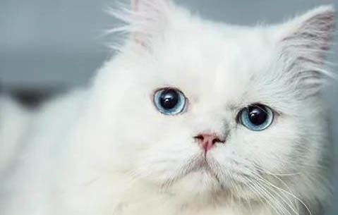 猫咪麻醉过敏会有哪些症状