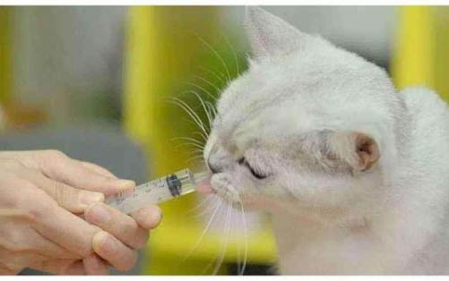 小猫不停打喷嚏，该如何处理