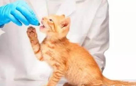 猫咪漏尿不止怎么回事儿