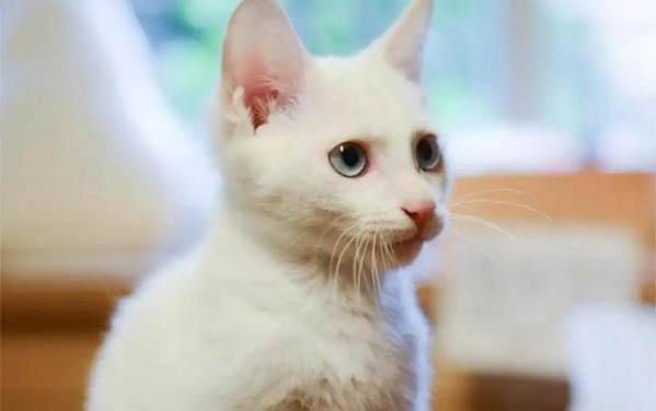检测猫瘟的东西是什么样的