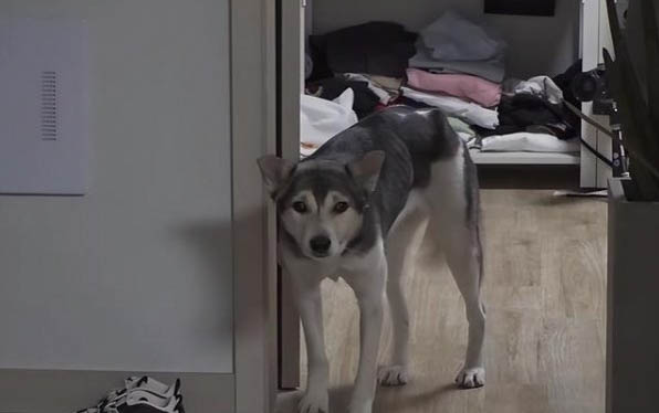 狗狗一直吃米饭的后果