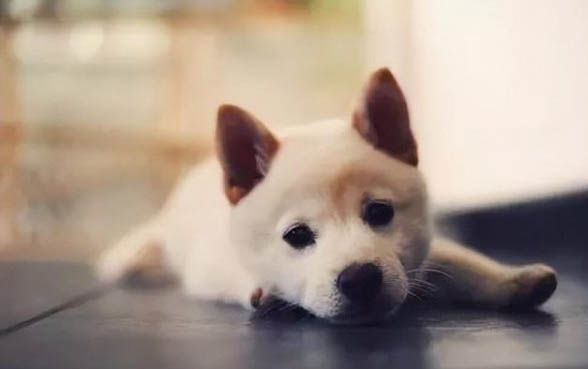狗狗为什么总是呕吐