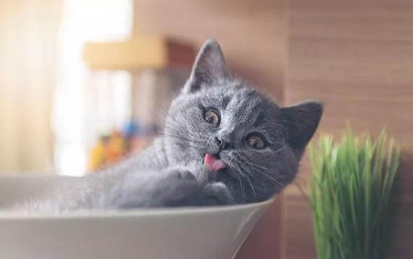 猫咪牙龈红肿起泡什么原因