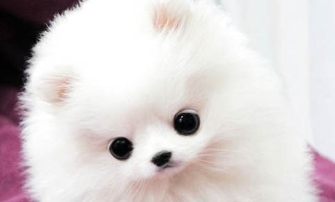 狗进笼子叫怎么办