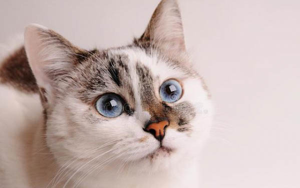 小猫得膀胱炎跟绝育有关吗