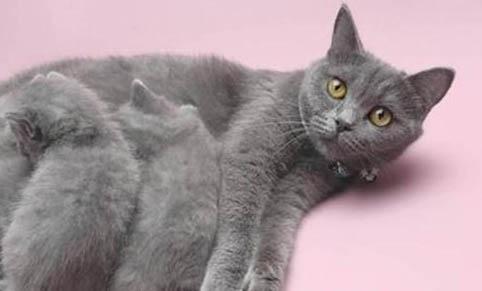 猫身上掉皮屑怎么治疗
