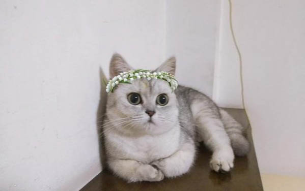 英短蓝猫一般多少钱一只