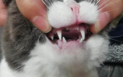 猫得了黄疸以后能活多久呀