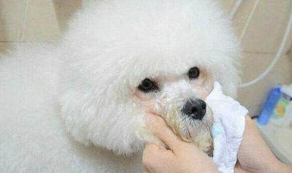 为什么狗狗嘴很臭